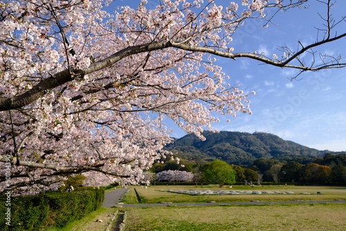 cherry blossom in spring