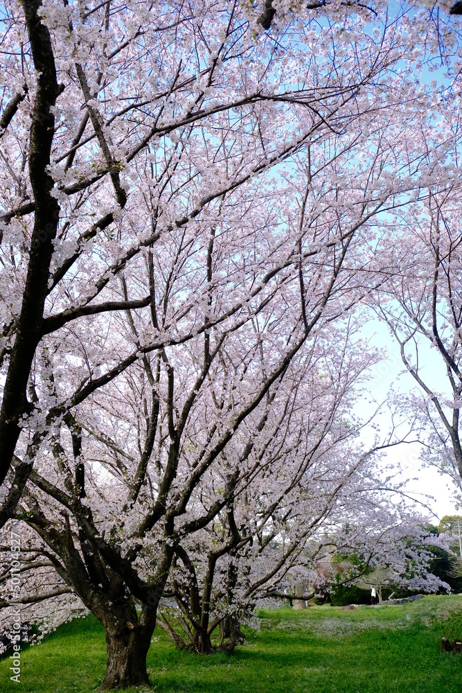 cherry tree in bloom cherry tree in bloom