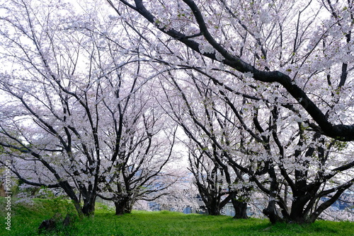 spring in the park