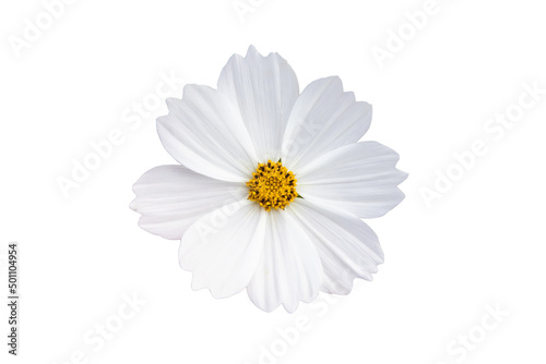 Closed-up of Cosmos Flower blooming on white background,Cosmos Flower blooming spring flowers season © saelim