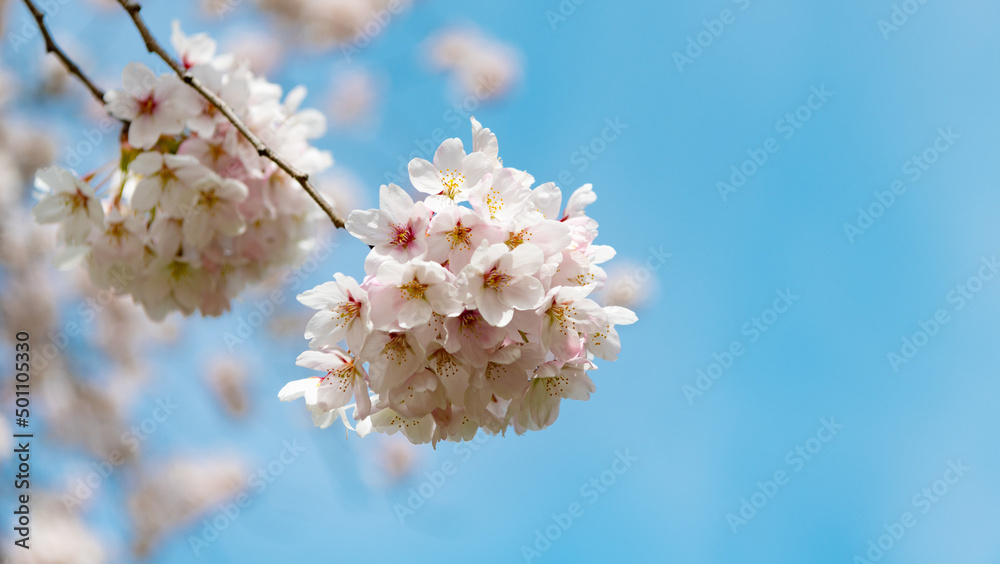 sakura beautiful flower on branch of tree. macro nature. blue sky background with copy space sakura beautiful flower on branch of tree. macro nature. blue sky background with copy space