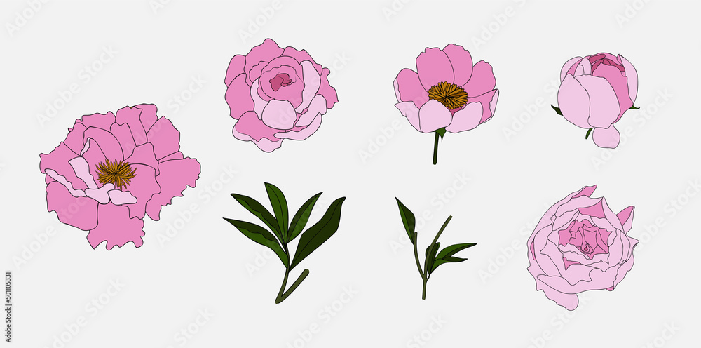 Hand drawn peony flower set in doodle style. Pink flower collection. Vector illustration isolated for patterns, social media, stamp, wedding and more.