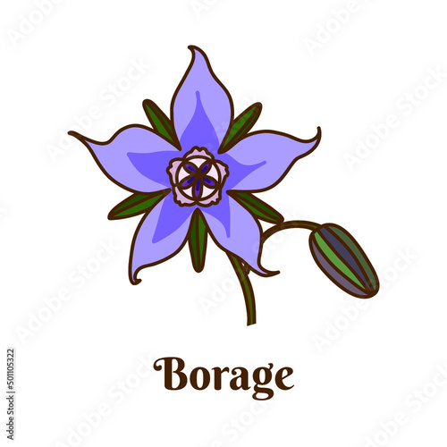 Hand drawn vector illustration of borage or starflower isolated on white background. photo