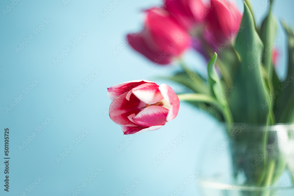 Closeup photography of bouquet of pink tulips on blue background.Copy space,selective focus. Closeup photography of bouquet of pink tulips on blue background.Copy space,selective focus.