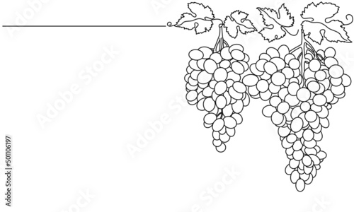 Bunches of grapes and leaves. Vine. Vector line drawing on white or transparent background