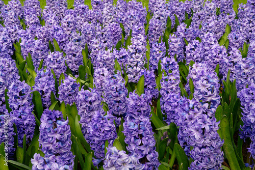 Jacinthes violettes