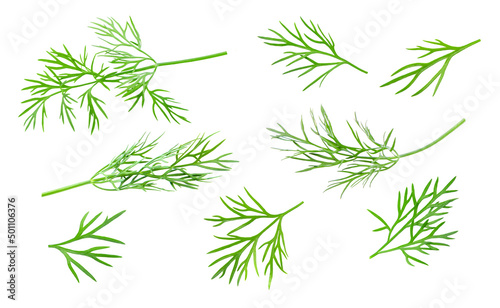 Dill branches isolated on white background.