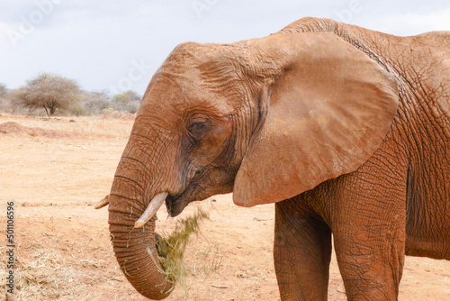 A close up of an African Elephant - Loxodonta Africana at a conservancy in Nanyuki, Kenya photo