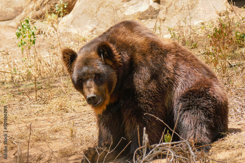 A grizzly bear at a conservancy in Nanyuki, Kenya A grizzly bear at a conservancy in Nanyuki, Kenya