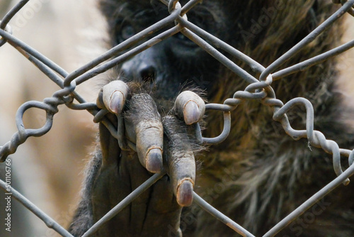 A hand of a black headed spider monkey - Ateles fusciceps hanging on a barrier at a conservancy in Nanyuki, Kenya photo