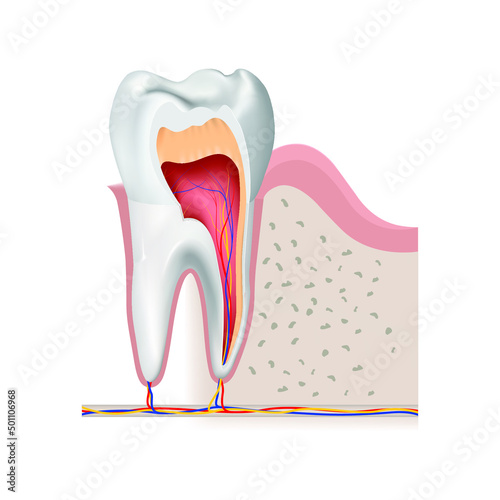 Sectional diagram of a tooth showing the internal structure. Vector illustration
