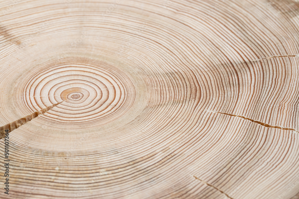 Abstract background of cross slice of natural wood with soft focus close up. Abstract background of cross slice of natural wood with soft focus close up.