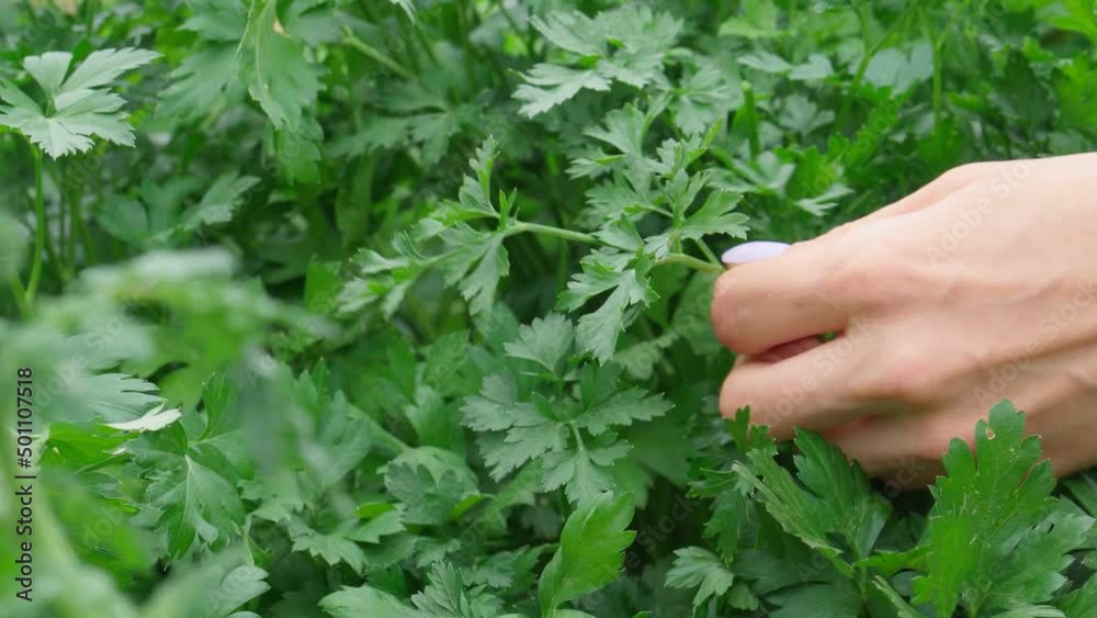 Harvesting parsley close-up. Parsley grows in the garden. Harvesting parsley close-up. Parsley grows in the garden.