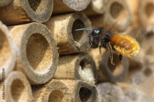 Gehörnte Mauerbiene im Anflug auf das Insektenhotel