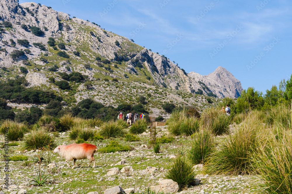 Grupo de excursionistas en las montañas de la Serra de Tramuntana de Mallorca