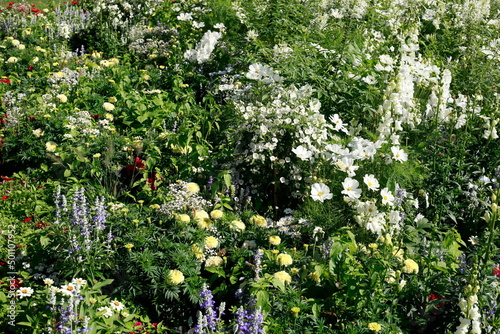 Fototapeta Naklejka Na Ścianę i Meble -  Blühende bunte Sommerblumen, Blumenbeet