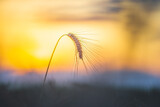 Ripe ears of wheat. Wheat field in the sun, Hungary
