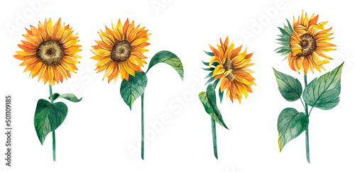 Wallpaper Mural Watercolor hand drawn sunflowers set. Watercolor botanical illustrations isolated on white background  Torontodigital.ca