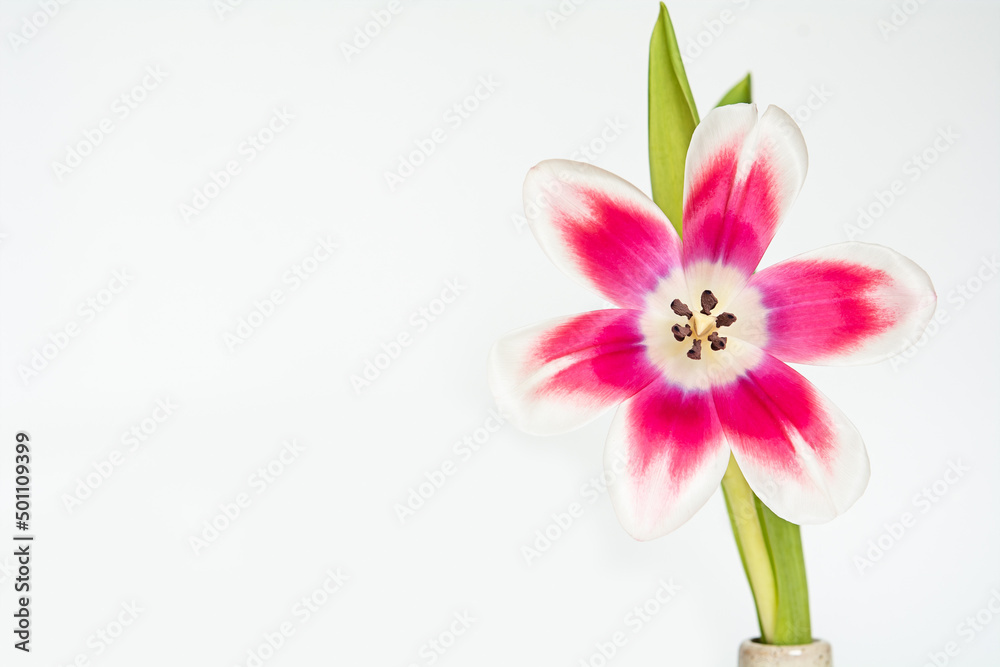 Naklejka premium Tulpe | Blüte