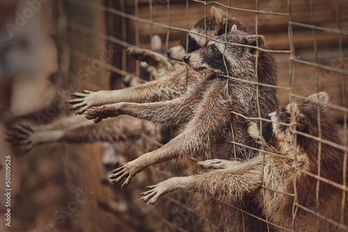 Fluffy raccoons in a cage stretch their paws and ask for food. Inadmissible keeping of wild animals in captivity. Wildlife protection. photo