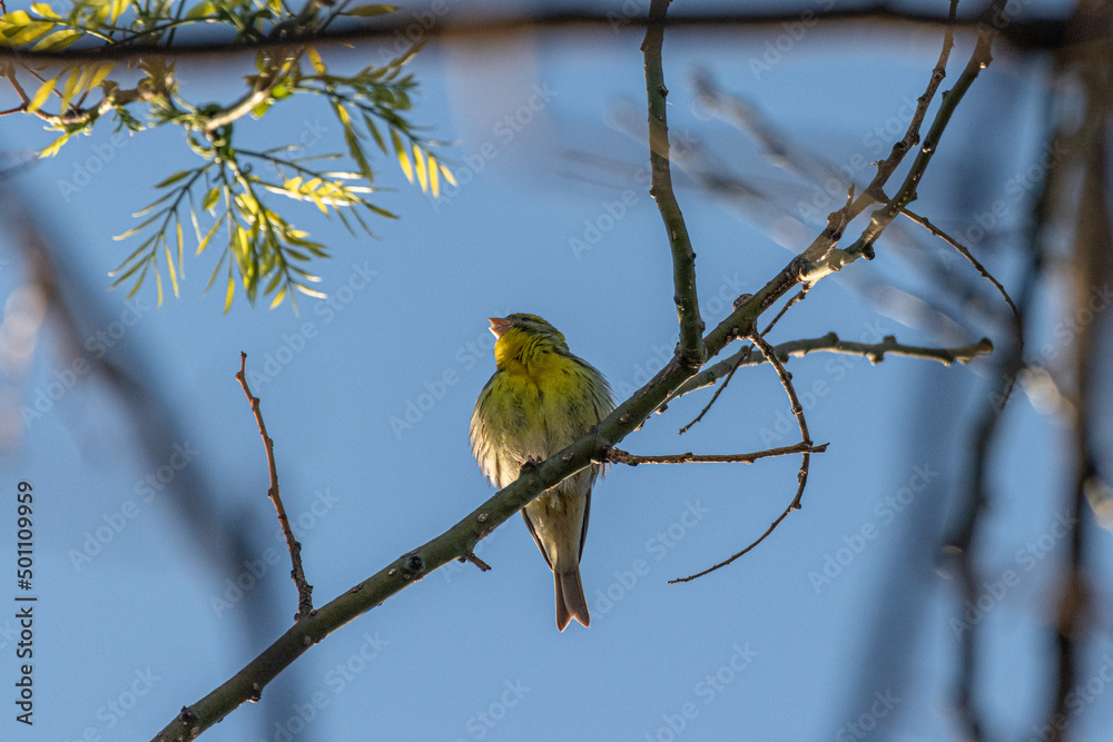European Serin perched on a tree branch European Serin perched on a tree branch