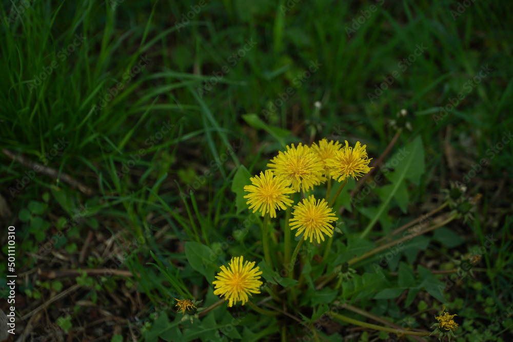 yellow spring flowers. photo during the day. yellow spring flowers. photo during the day.