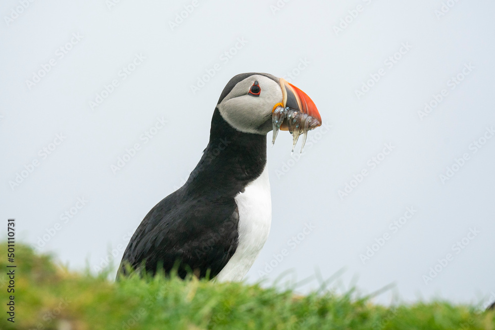 Atlantic puffin (Fratercula arctica), Mykines Island, Faroe Islands, Denmark Atlantic puffin (Fratercula arctica), Mykines Island, Faroe Islands, Denmark