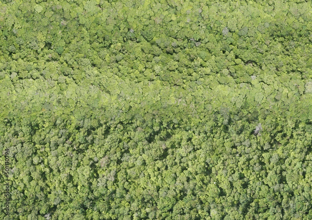 Top View Aerial Photograph of Forest Top View Aerial Photograph of Forest