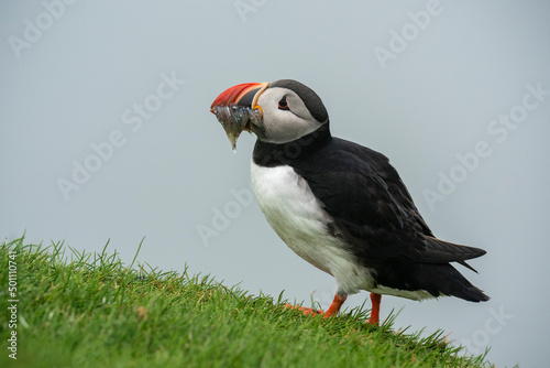 Atlantic puffin (Fratercula arctica), Mykines Island, Faroe Islands, Denmark