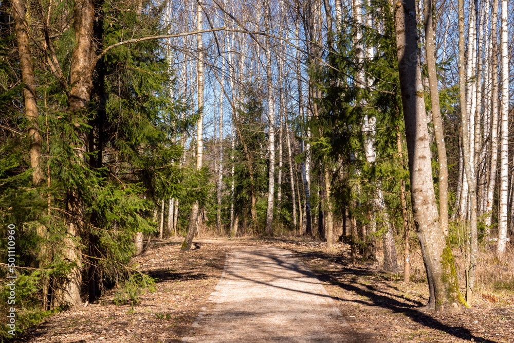 Wiosenny dzień w Puszczy Knyszyńskiej, Podlasie, Polska Wiosenny dzień w Puszczy Knyszyńskiej, Podlasie, Polska