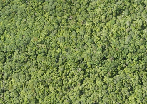 Top View Aerial Photograph of Forest