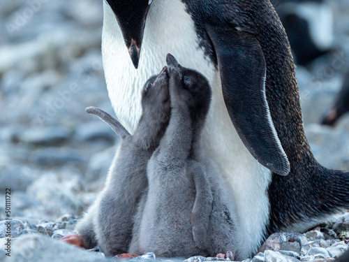 Adelie penguin (Pygoscelis adeliae) parent feeding chicks at Brown Bluff, Antarctic Sound