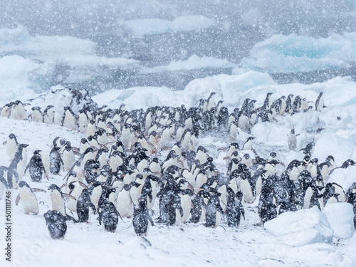 Adelie penguins (Pygoscelis adeliae), marching on the beach in a snowstorm, Brown Bluff, Antarctic Sound