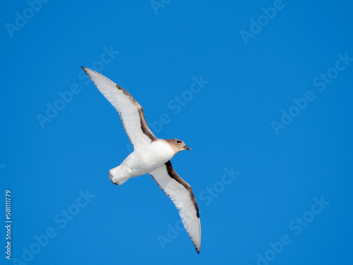 An Antarctic petrel (Thalassoica antarctica), in flight at sea on the way to Peter I Island
