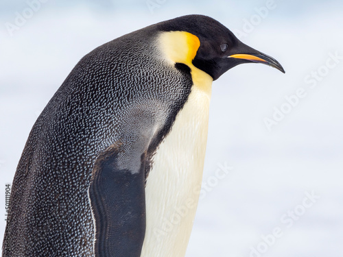 An adult emperor penguin (Aptenodytes forsteri), on the ice near Snow Hill Island, Weddell Sea photo