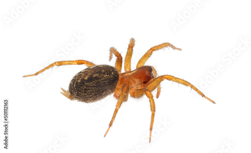 Mediterranean funnel weaver spider isolated on white background, Lycosoides coarctata female