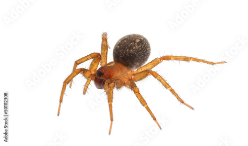 Mediterranean funnel weaver spider isolated on white background, Lycosoides coarctata female