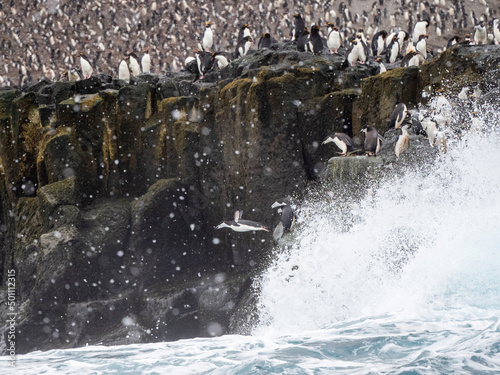 Chinstrap penguins (Pygoscelis antarcticus), diving off a cliff in to the sea, Zavodovski Island, South Sandwich Islands