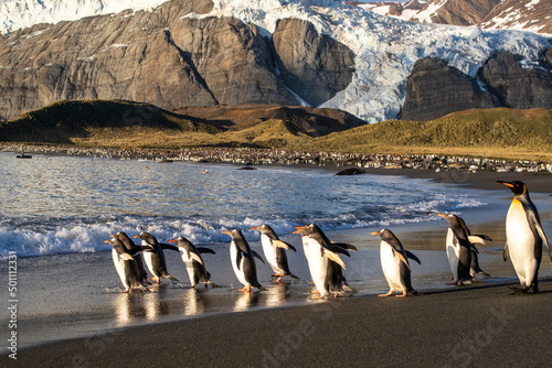 Adult gentoo penguins (Pygoscelis papua), on the beach at daybreak at Gold Harbor, South Georgia