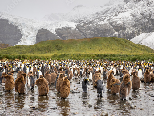 King penguin (Aptenodytes patagonicus), oakum boys at breeding colony in Gold Harbour, South Georgia