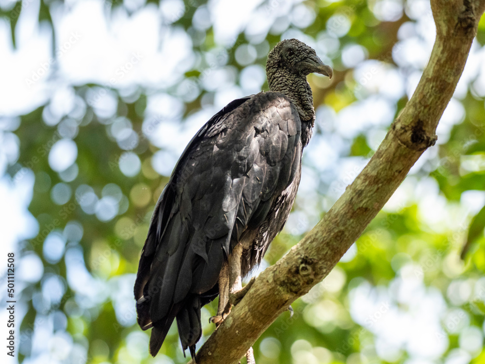 Adult black vulture (Coragyps atratus) on the Transpantaneira Highway, Mato Grosso, Pantanal Adult black vulture (Coragyps atratus) on the Transpantaneira Highway, Mato Grosso, Pantanal