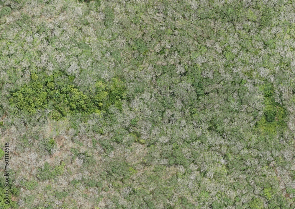 Top View Aerial Photograph of Forest Top View Aerial Photograph of Forest