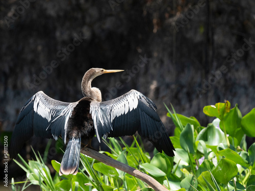 Adult Anhinga (Anhinga anhinga), drying its wings on the Rio Tres Irmao, Mato Grosso, Pantanal