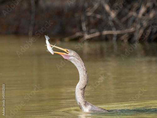 Adult Anhinga (Anhinga anhinga), with a fish on the Rio Cuiaba, Mato Grosso, Pantanal photo