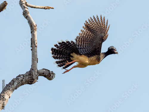 Adult female bare-faced curassow (Crax fasciolata), taking flight on the Rio Tres Irmao, Mato Grosso, Pantanal photo