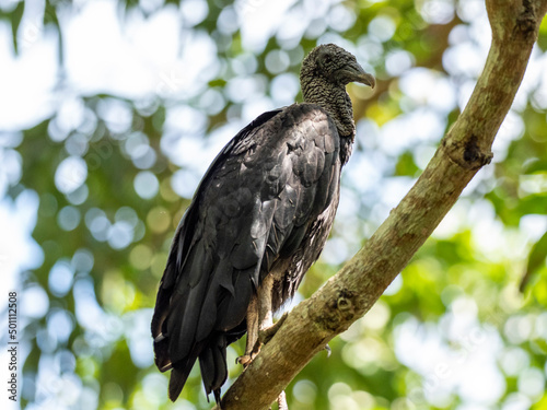 Adult black vulture (Coragyps atratus) on the Transpantaneira Highway, Mato Grosso, Pantanal photo