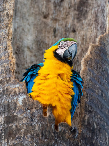 An adult blue-and-gold macaw (Ara ararauna), Pousada Piuval, Mato Grosso, Pantanal photo