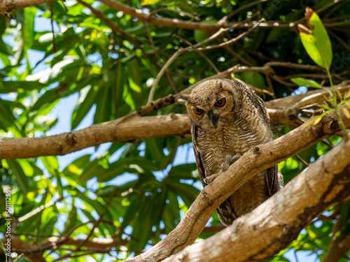 Adult great horned owl (Bubo virginianus), on the Transpantaneira Highway, Mato Grosso, Pantanal photo