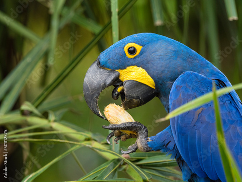 Adult hyacinth macaw (Anodorhynchus hyacinthinus), in a tree on the Rio Pixaim, Mata Grosso, Pantanal photo