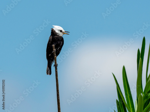 Adult male masked water tyrant (Fluvicola nengeta), on the banks of the Rio Tres Irmao, Mata Grosso, Pantanal photo